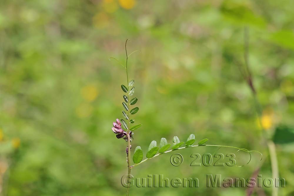 Vicia sepium