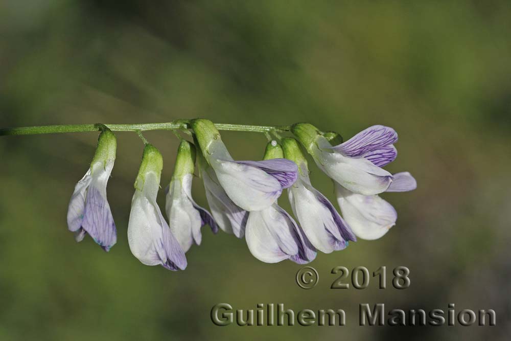 Vicia sylvatica