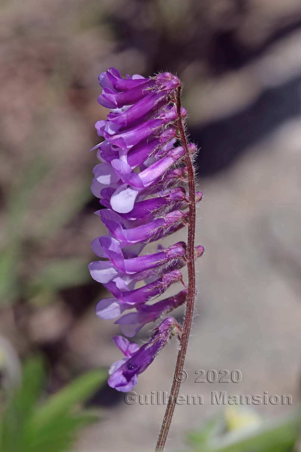 Vicia villosa