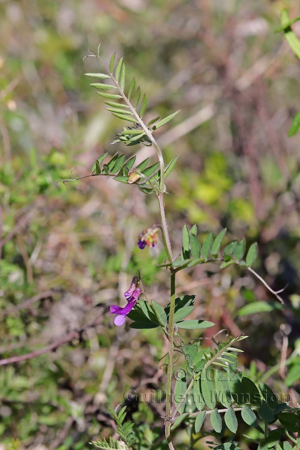 Vicia villosa