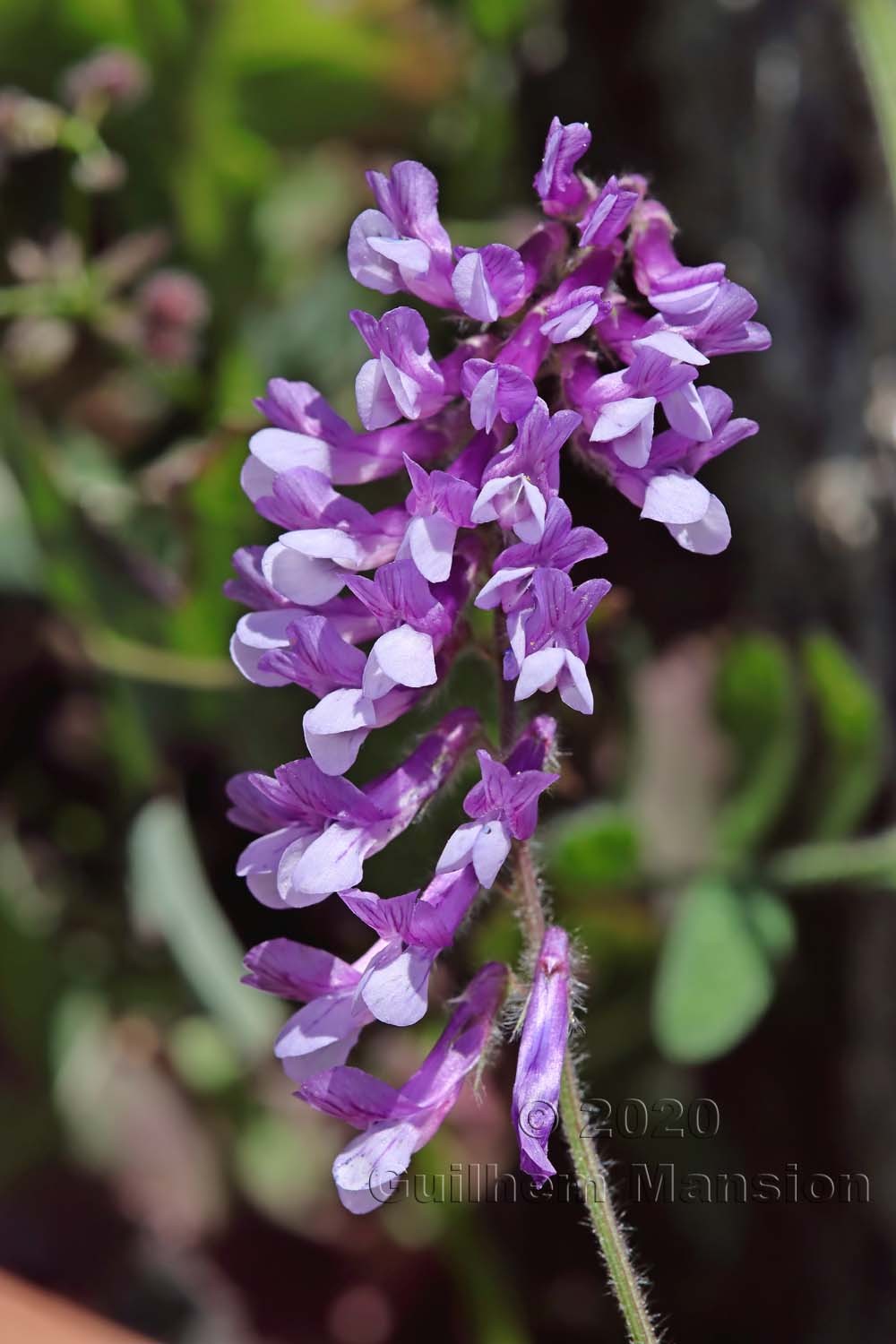 Vicia villosa