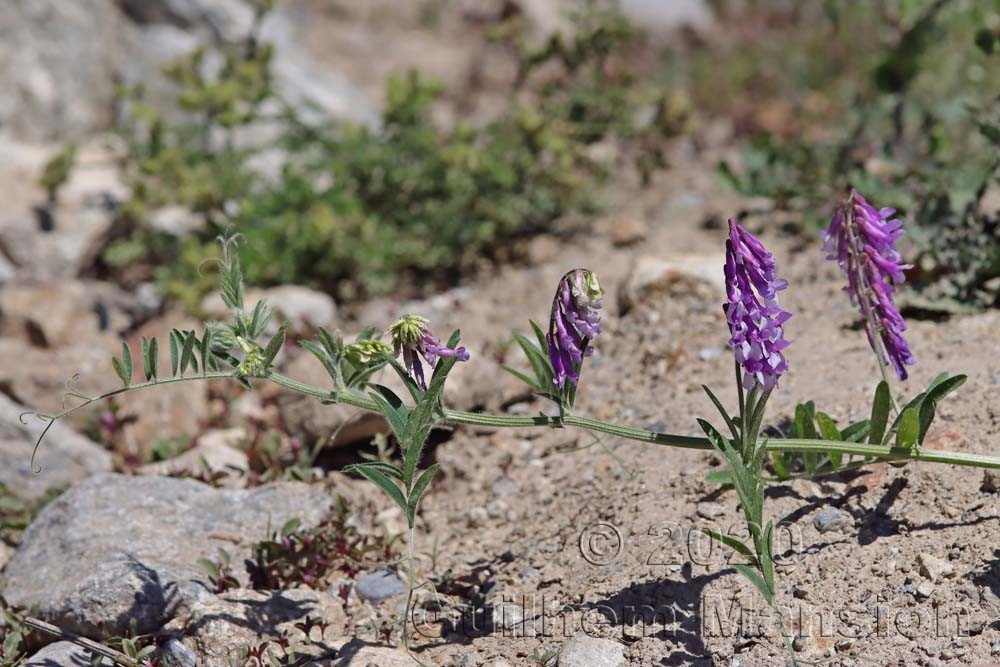 Vicia villosa