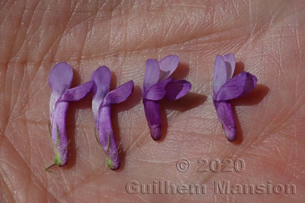 Vicia villosa (Gauche) - Vicia cracca (Droite)