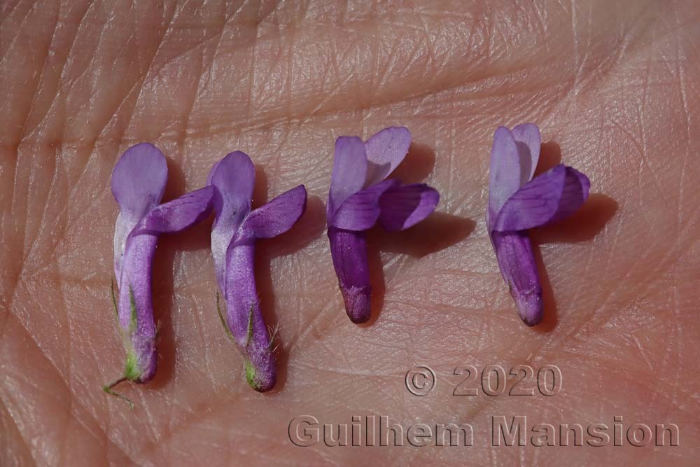 Vicia villosa (Left) - Vicia cracca (Right)