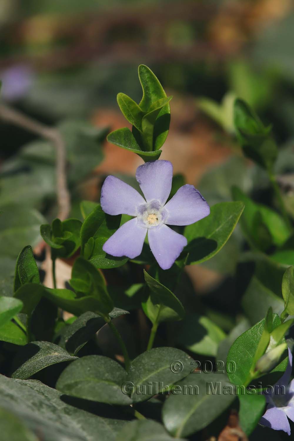 Vinca minor