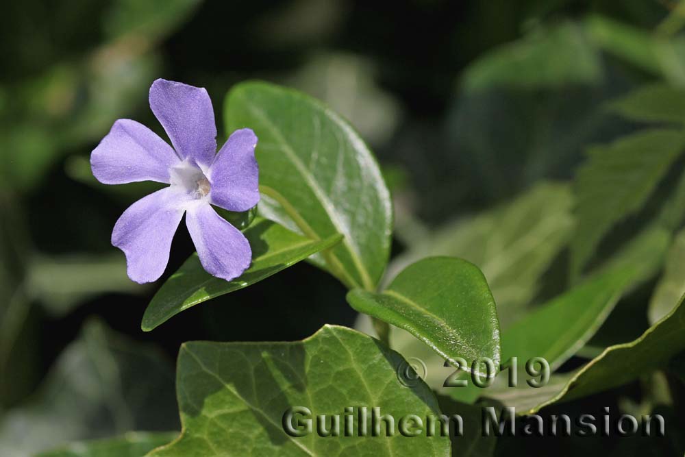 Vinca minor