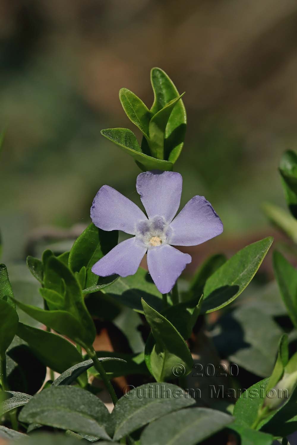 Vinca minor