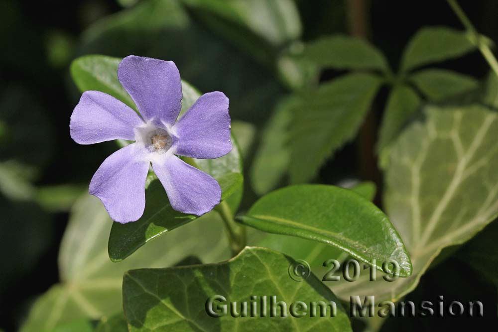 Vinca minor