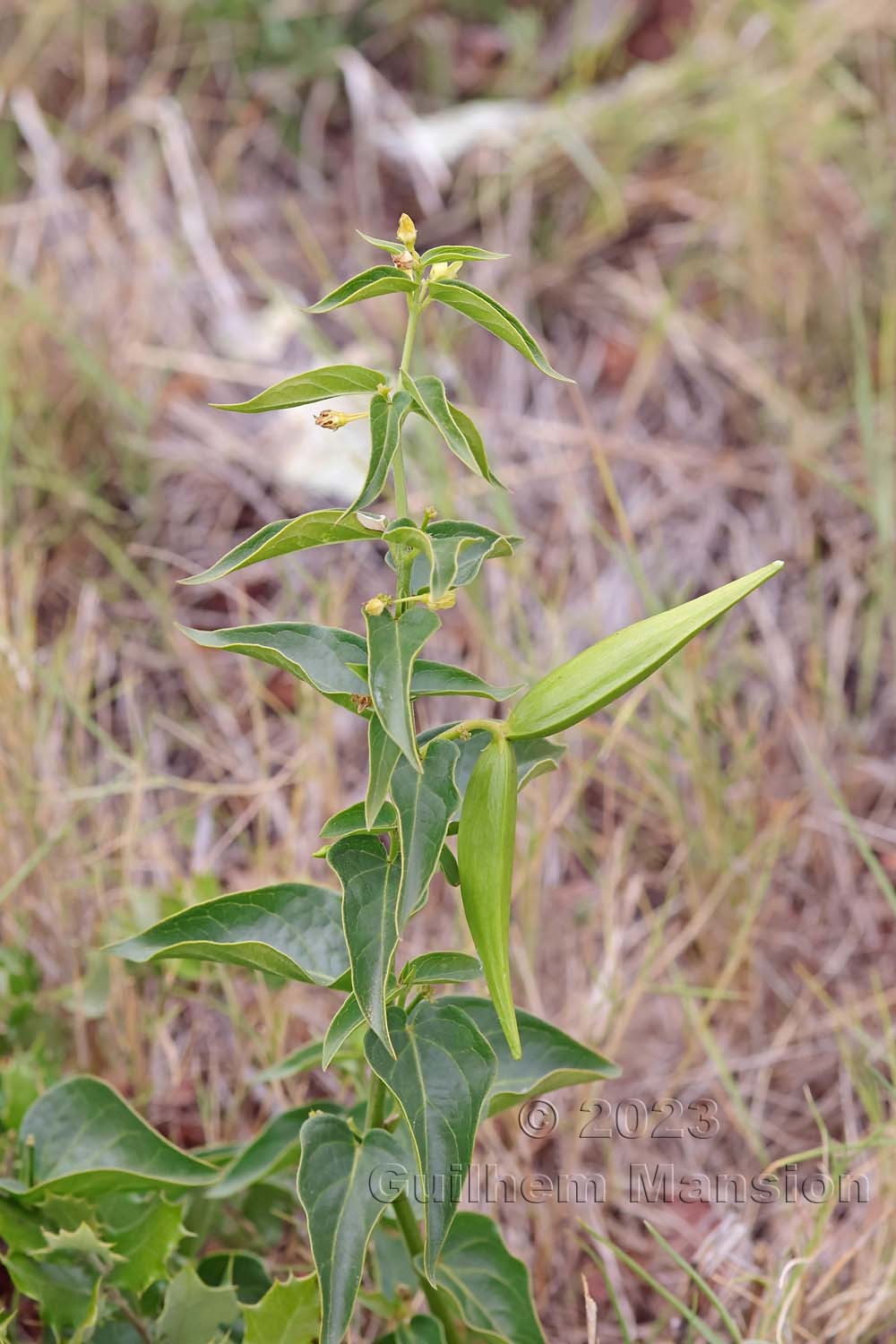 Vincetoxicum hirundinaria