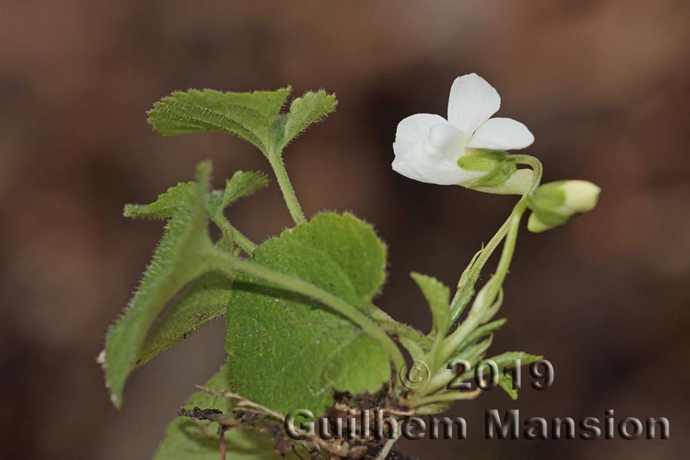 Viola alba