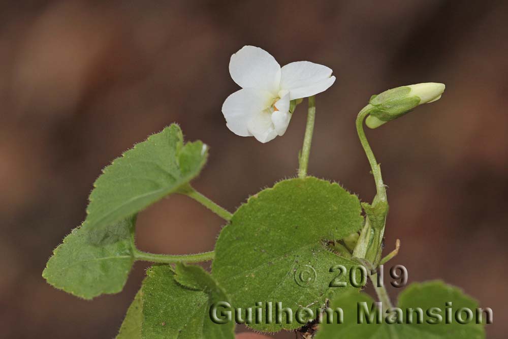 Viola alba