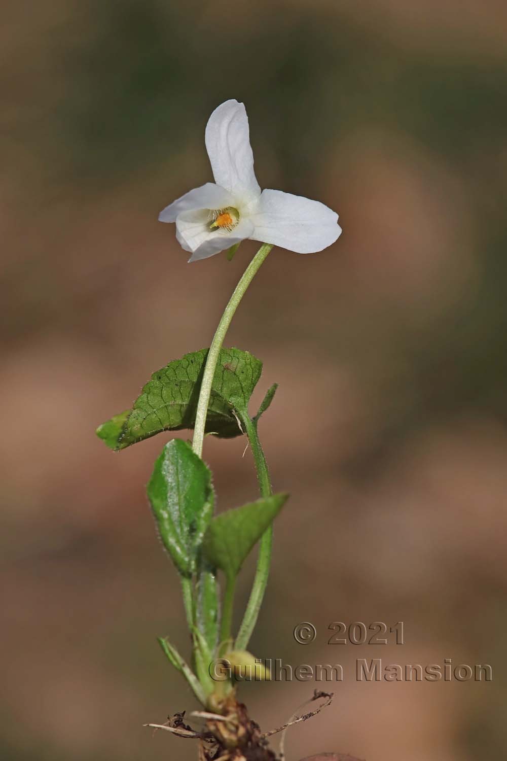 Viola alba