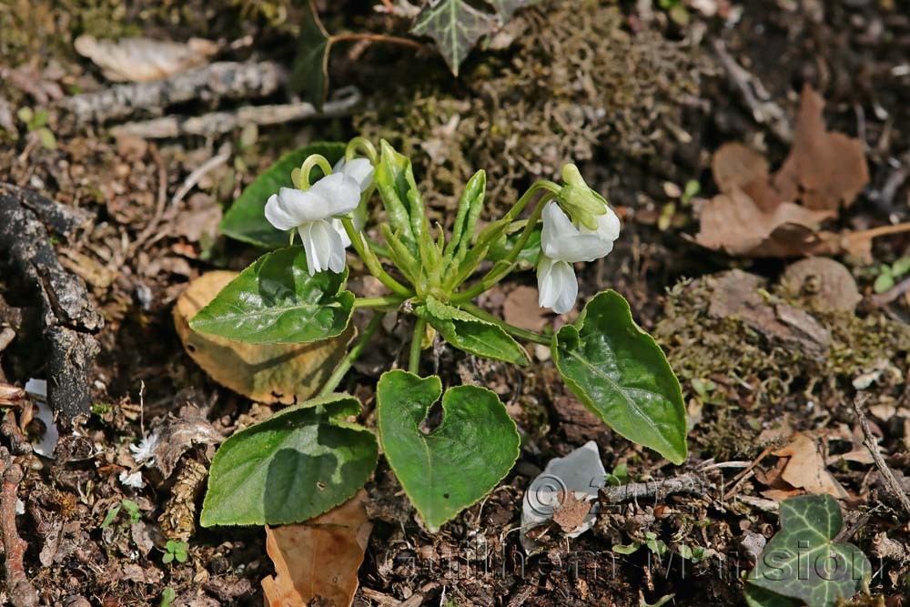 Viola alba