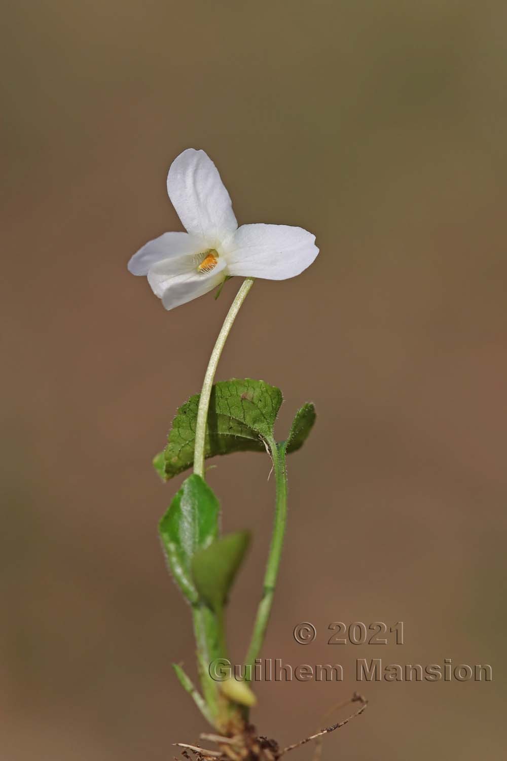 Viola alba