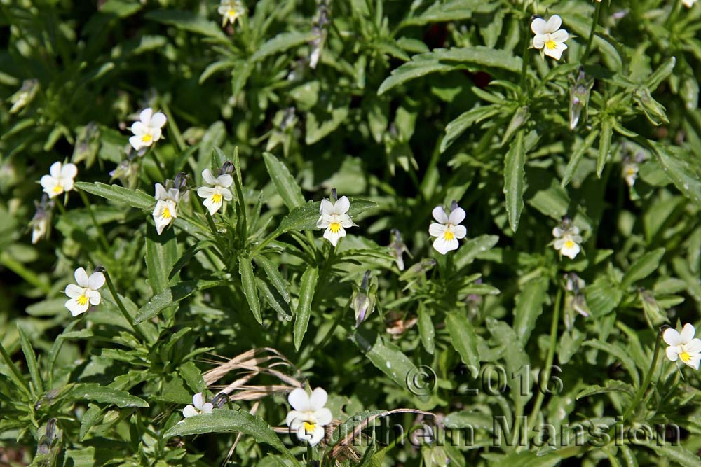 Viola arvensis