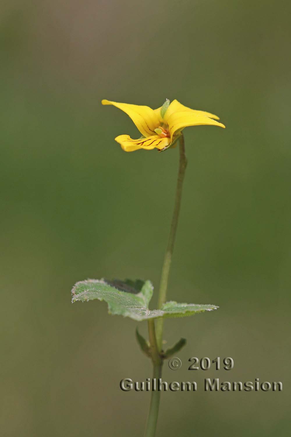 Viola biflora