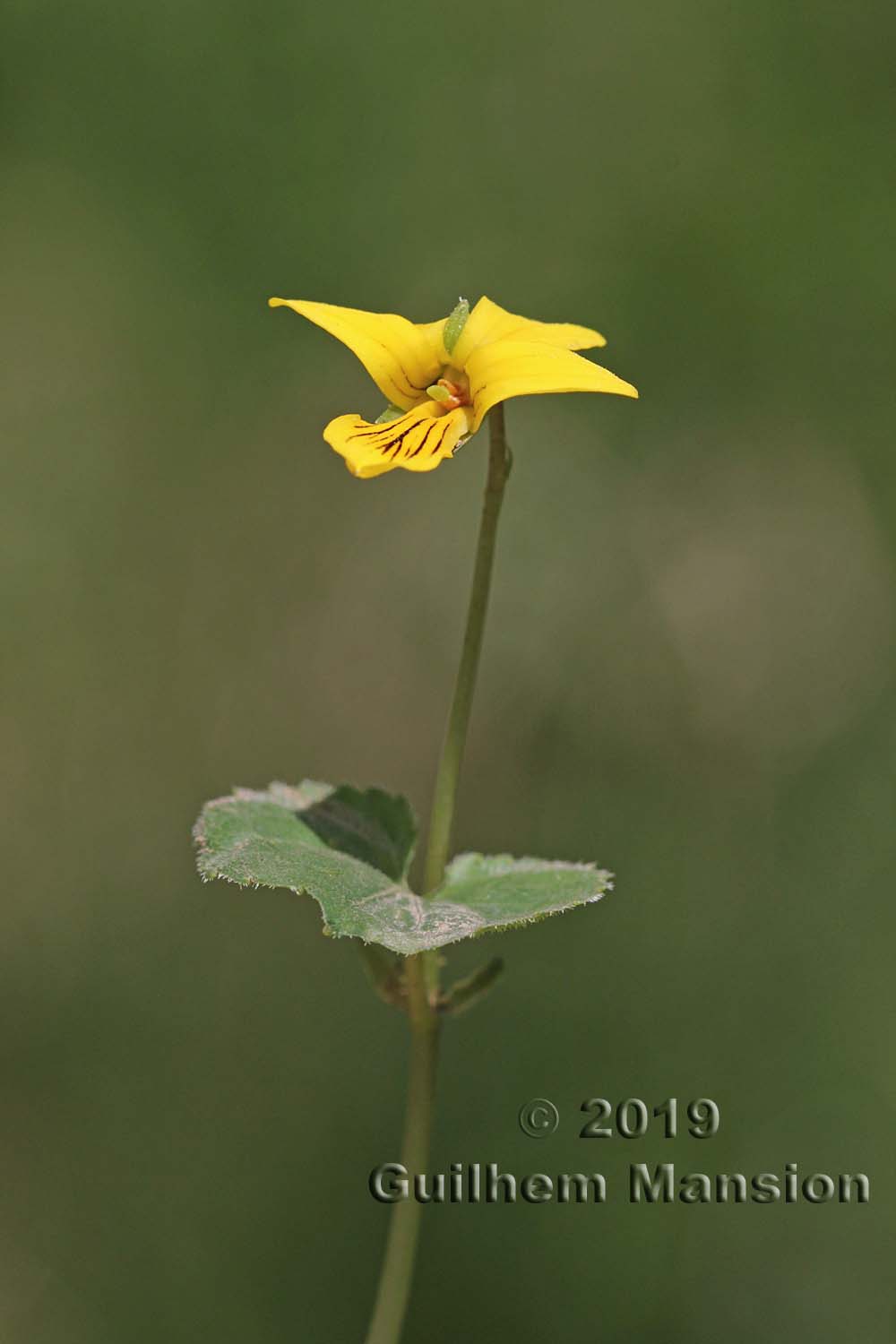 Viola biflora