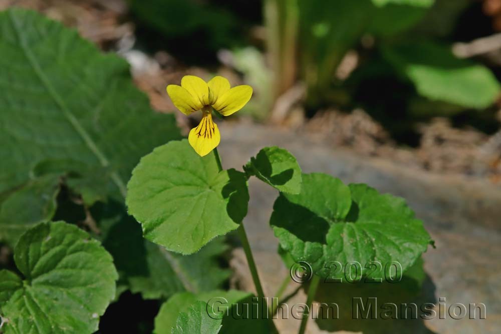 Viola biflora