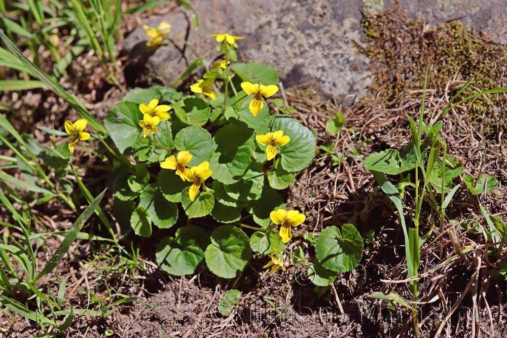 Viola biflora