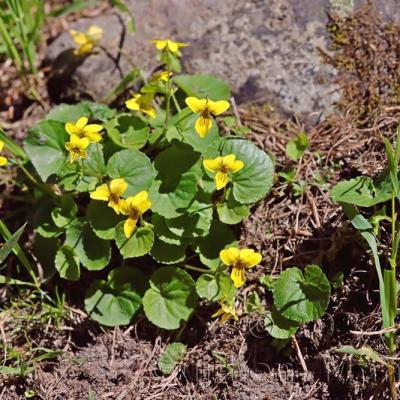 Viola biflora