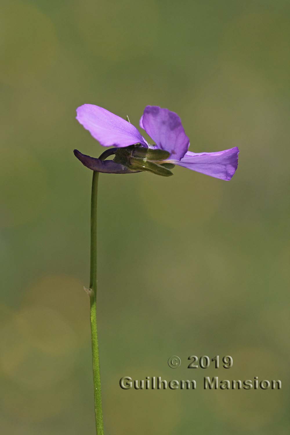 Viola calcarata