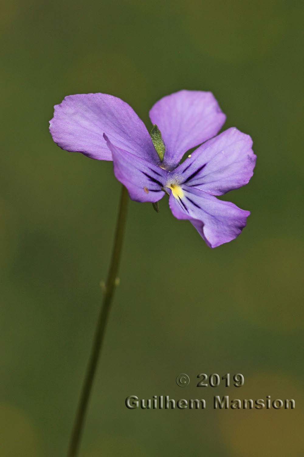 Viola calcarata