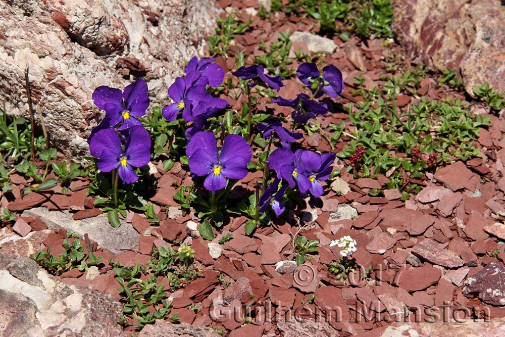 Viola calcarata