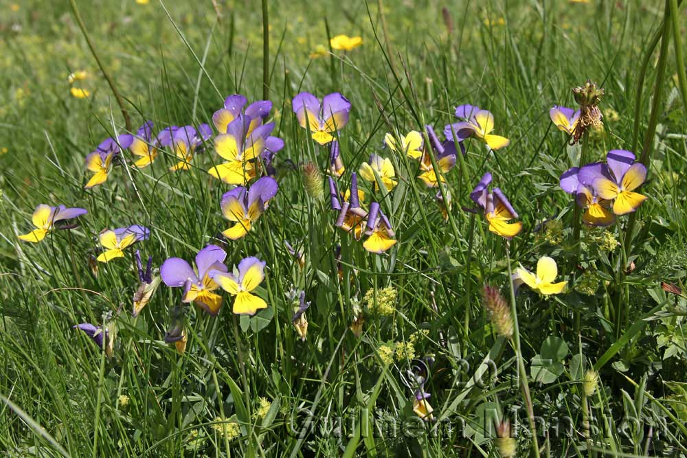 Viola calcarata