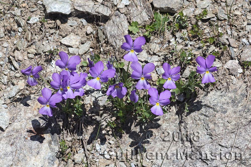 Viola calcarata