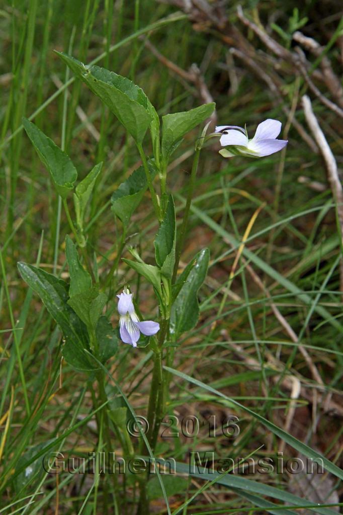 Viola canina