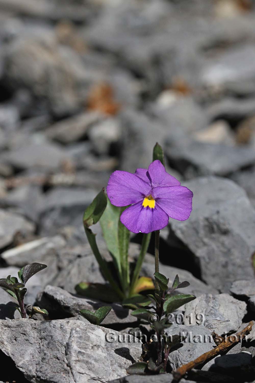 Viola cenisia