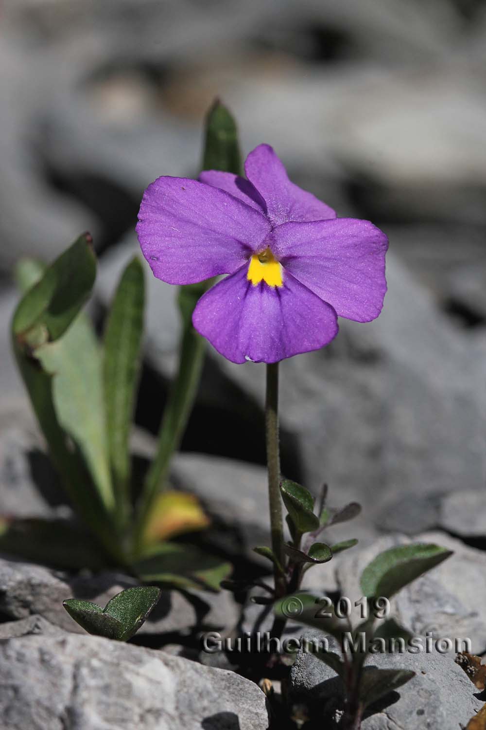 Viola cenisia