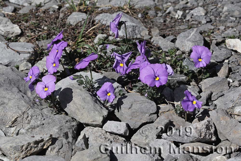 Viola cenisia