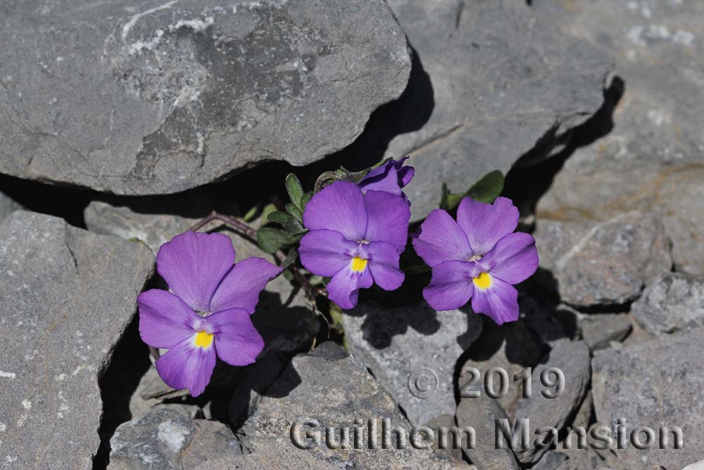 Viola cenisia