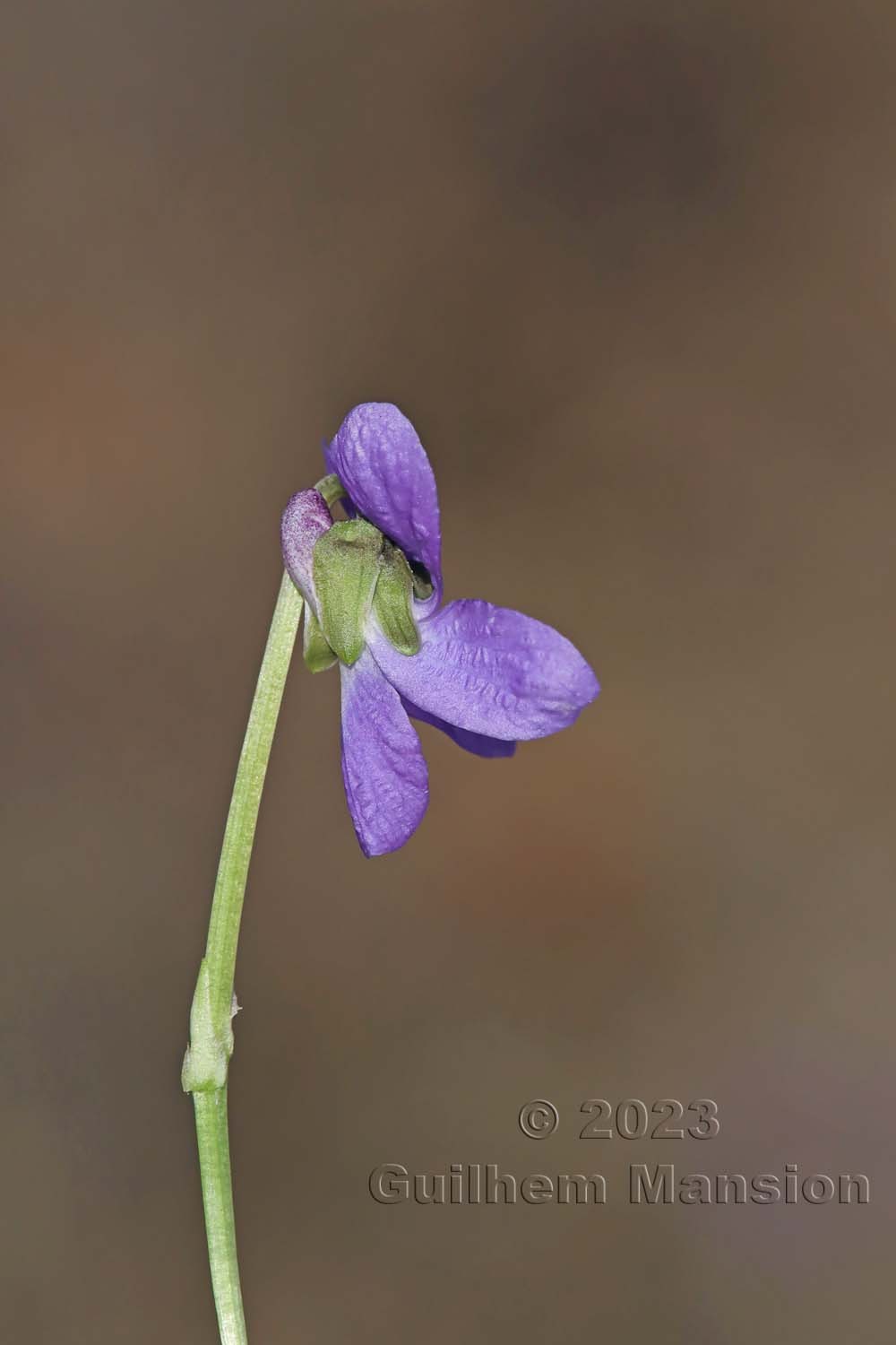 Viola hirta