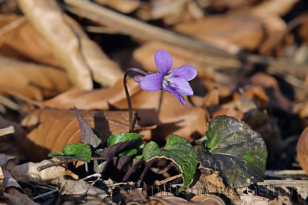 Viola hirta