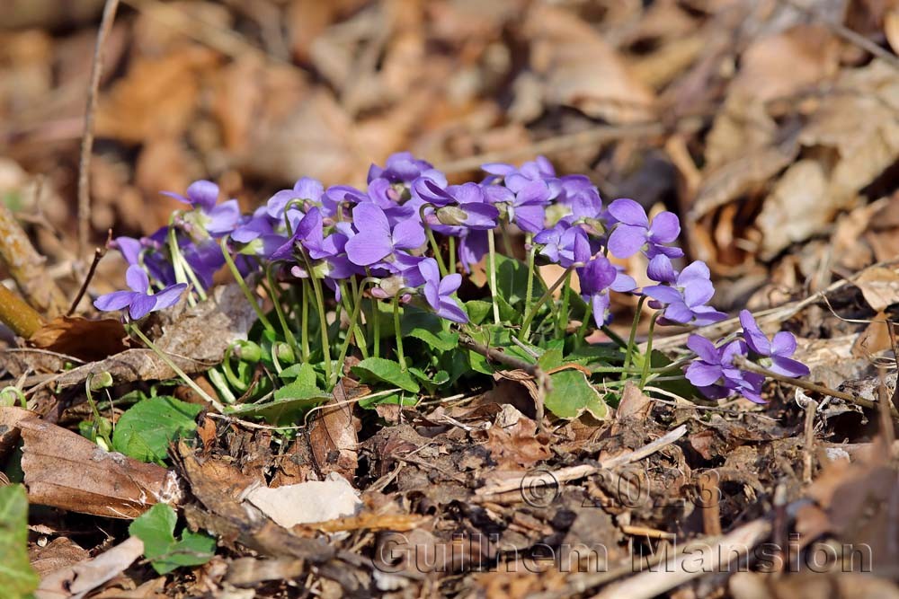 Viola hirta