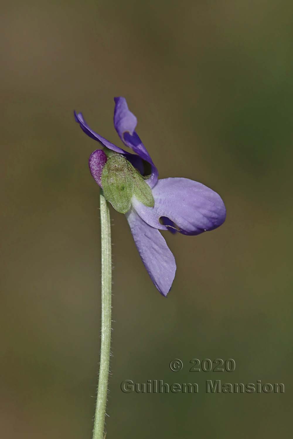 Viola hirta