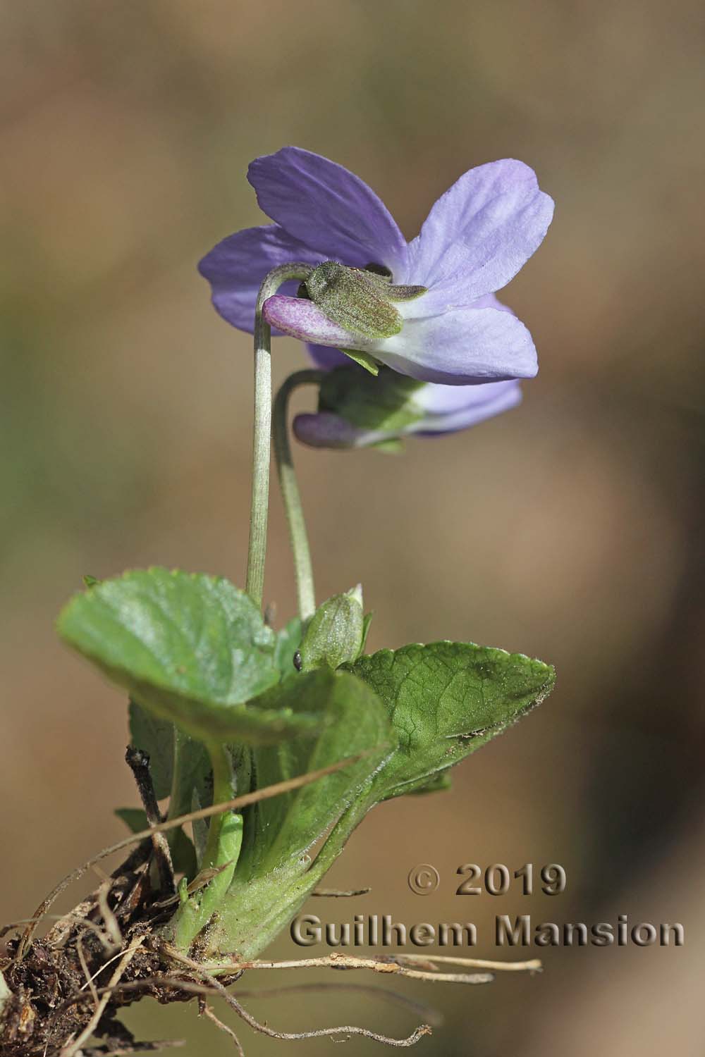 Viola hirta