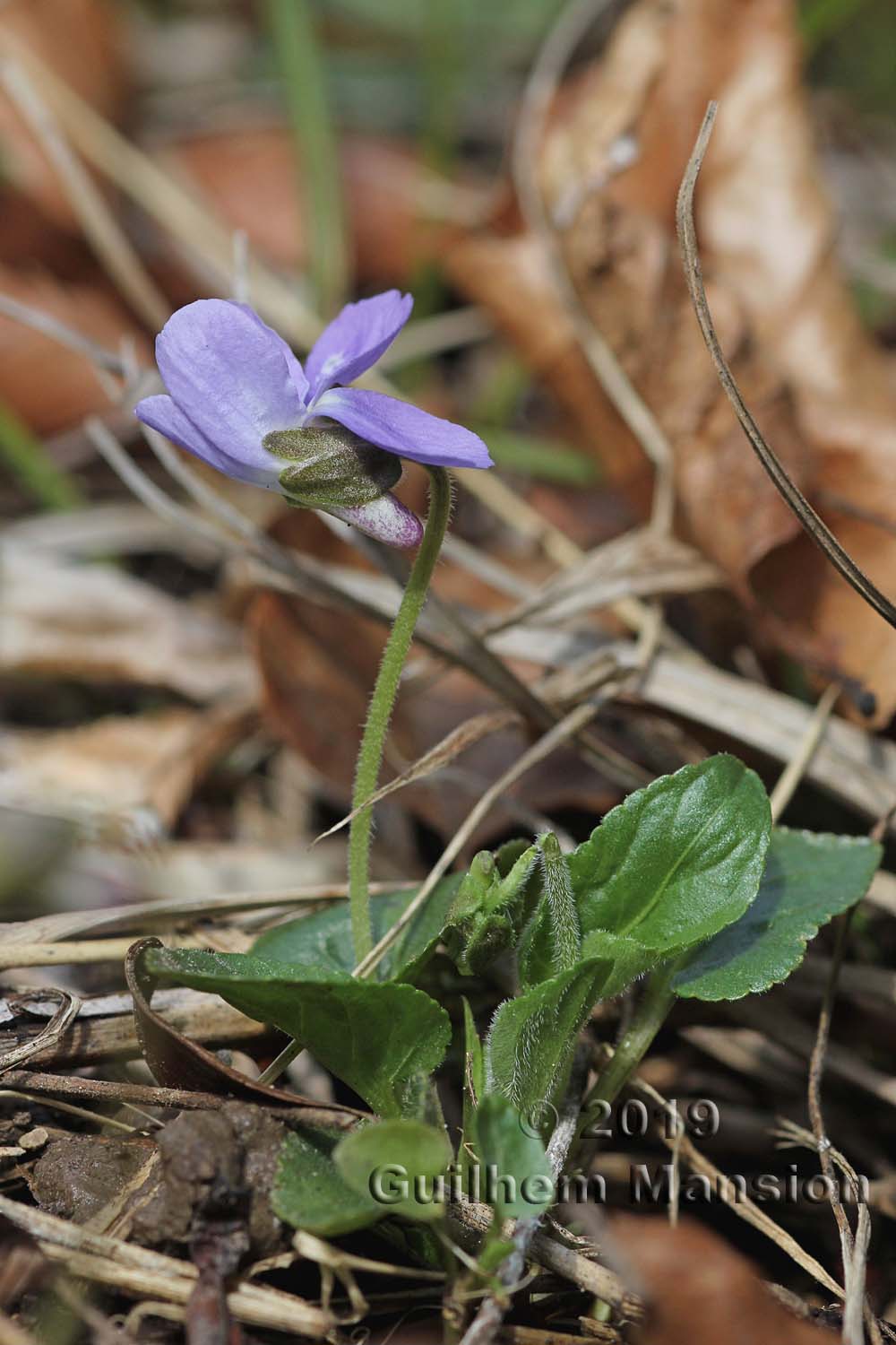 Viola hirta