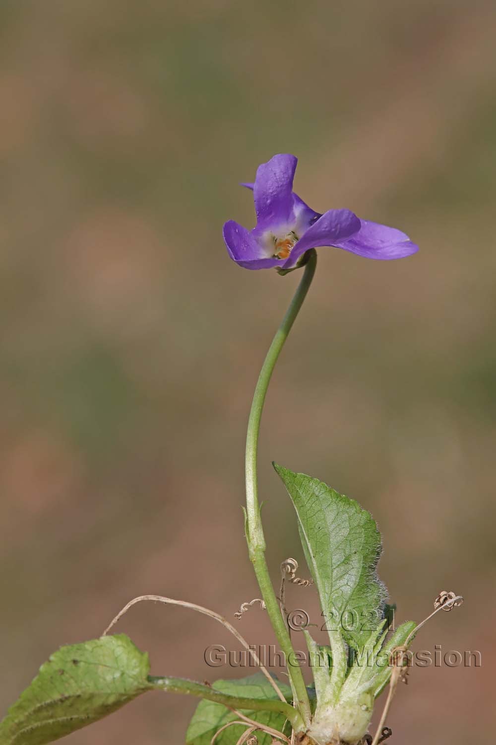 Viola hirta