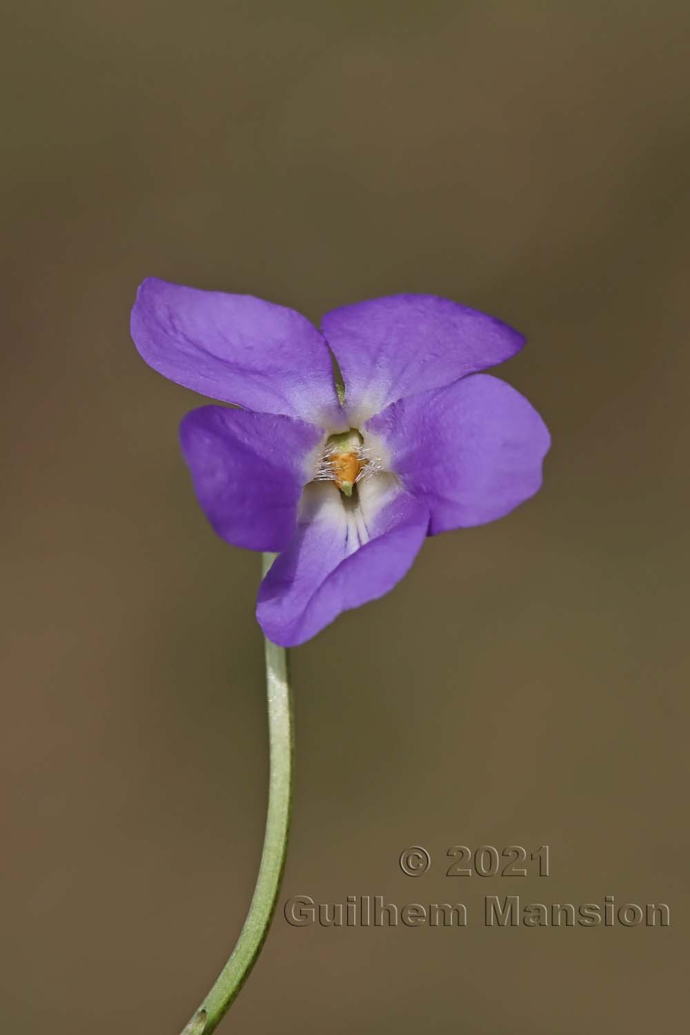 Viola hirta