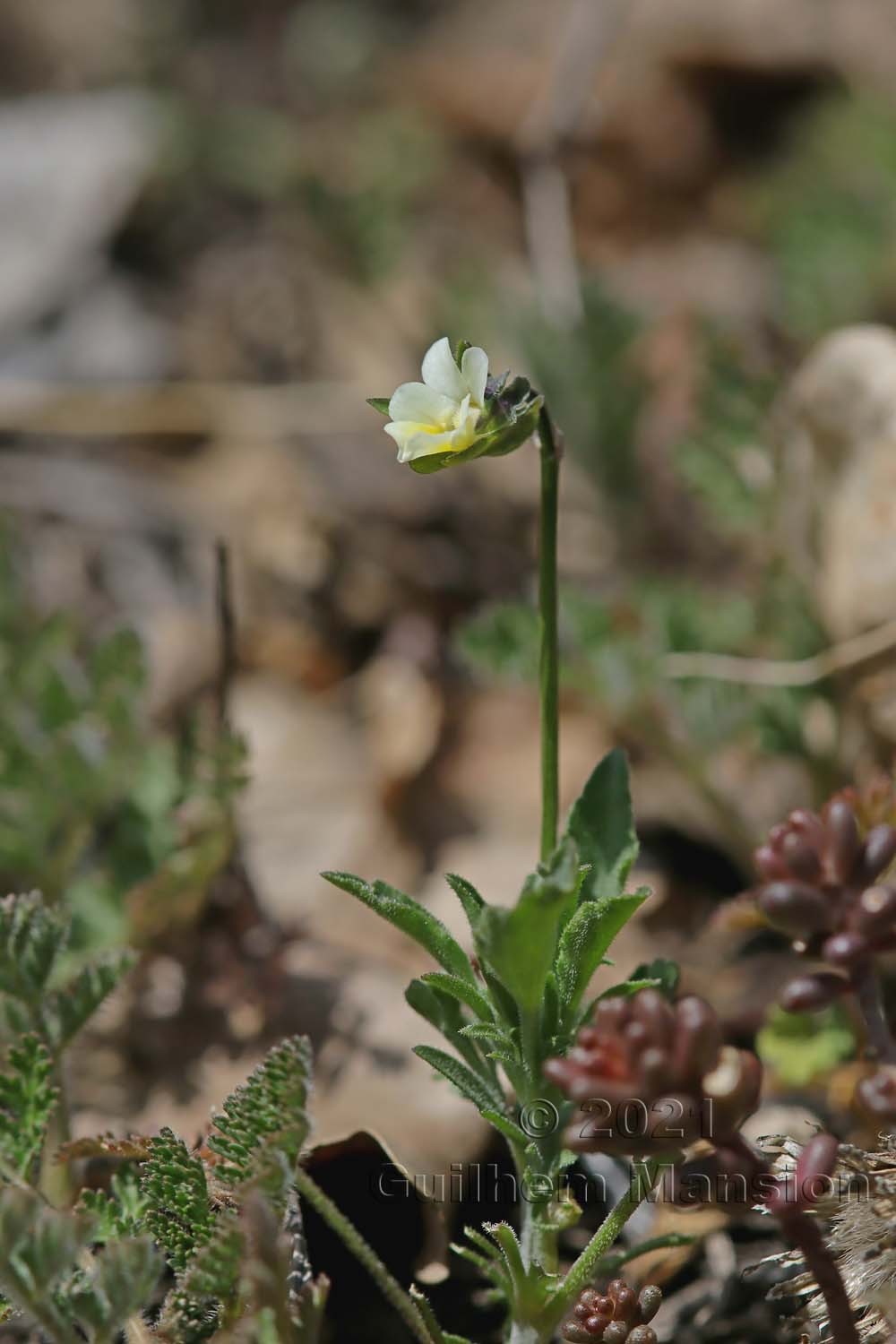 Viola kitaibeliana