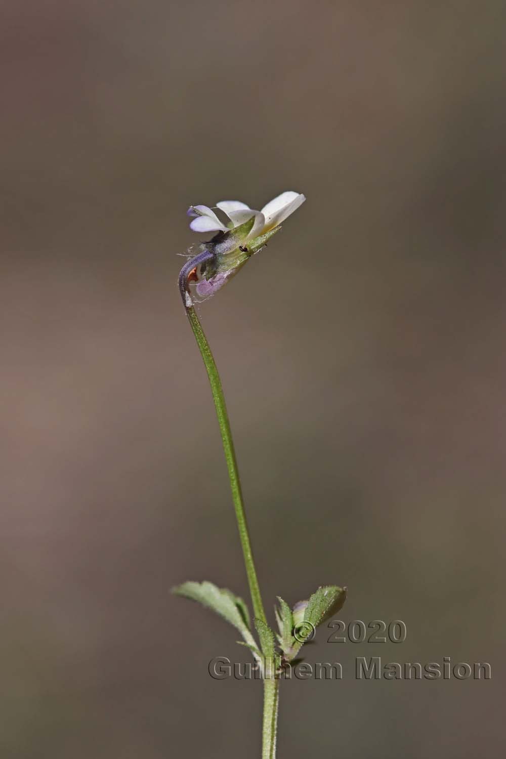 Viola kitaibeliana