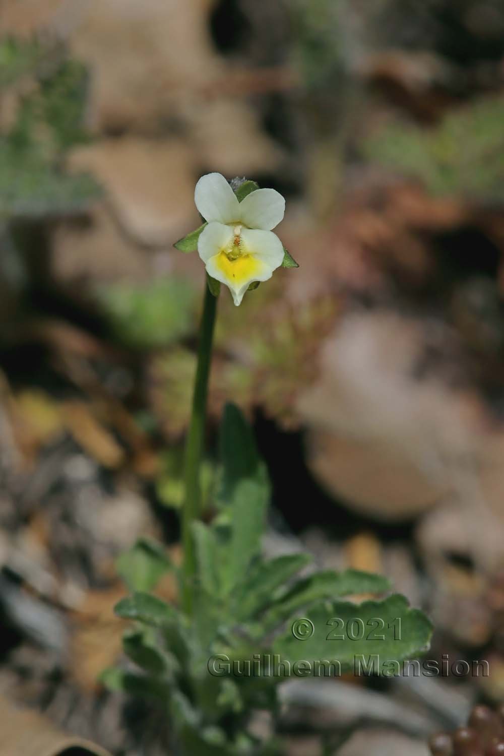 Viola kitaibeliana