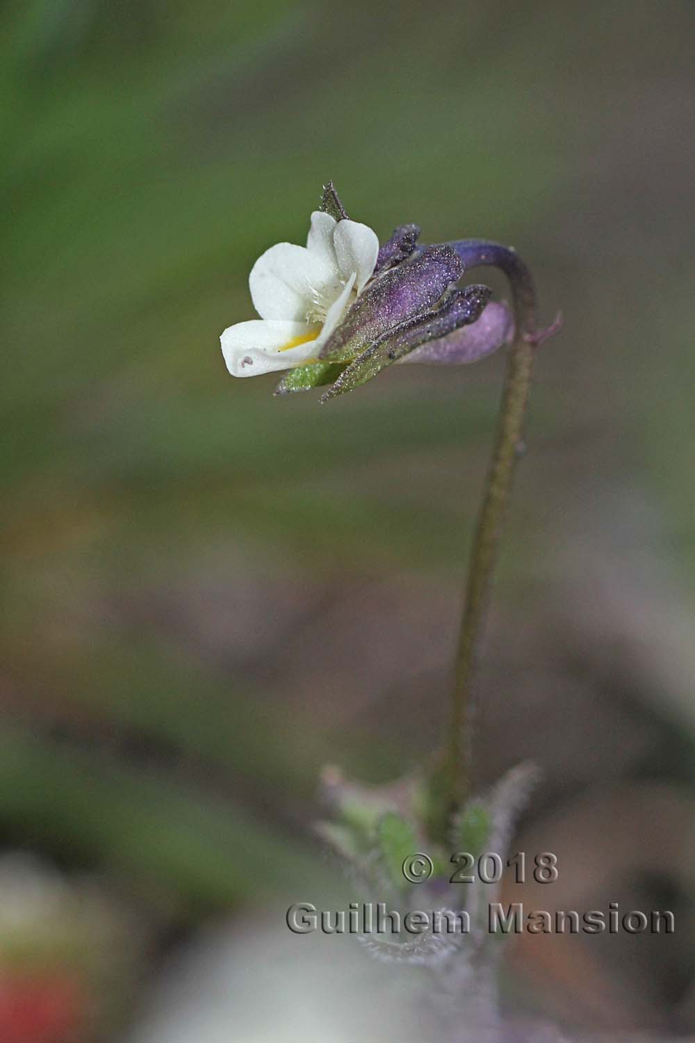 Viola kitaibeliana