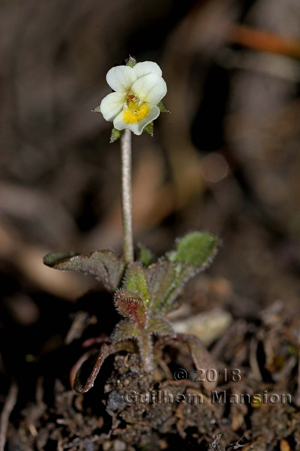 Viola kitaibeliana