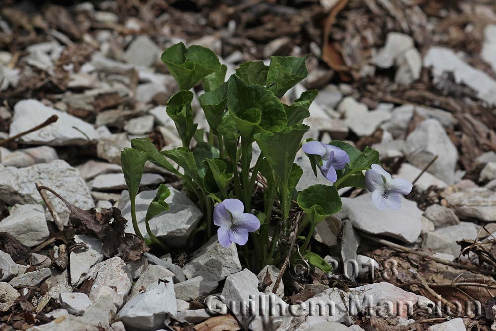 Viola mirabilis