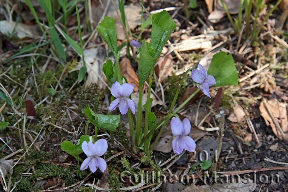 Viola mirabilis