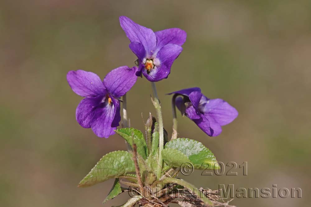 Viola odorata